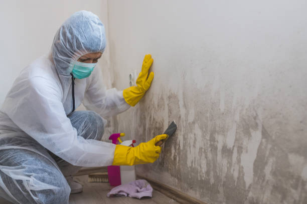 Professional Mold Remediation in Napoleon, OH
