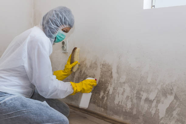 Best Attic Mold Remediation in Napoleon, OH