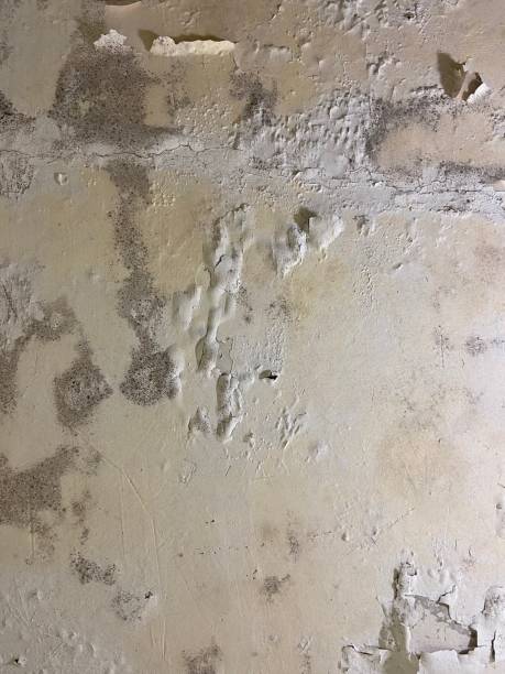 Best White Mold Remediation in Napoleon, OH